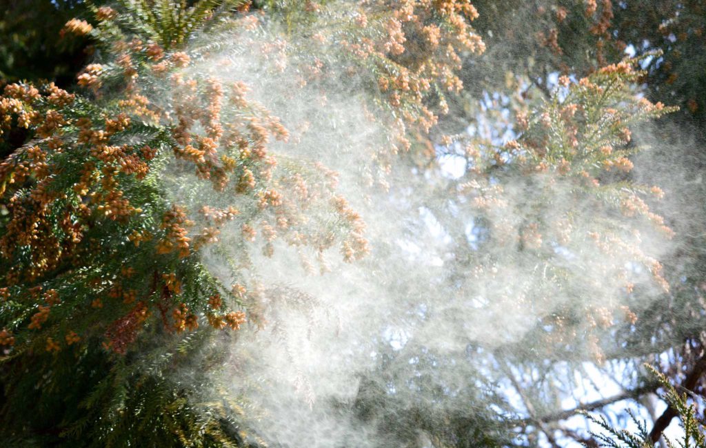 Tips for surviving cedar! Austin Family Allergy and Asthma