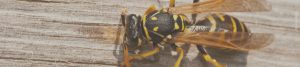 Austin Allergy - Stinging insect reactions